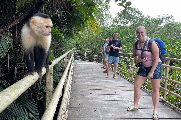 A classic encounter with the forest "mafia" the Capuchin Monkeys. 